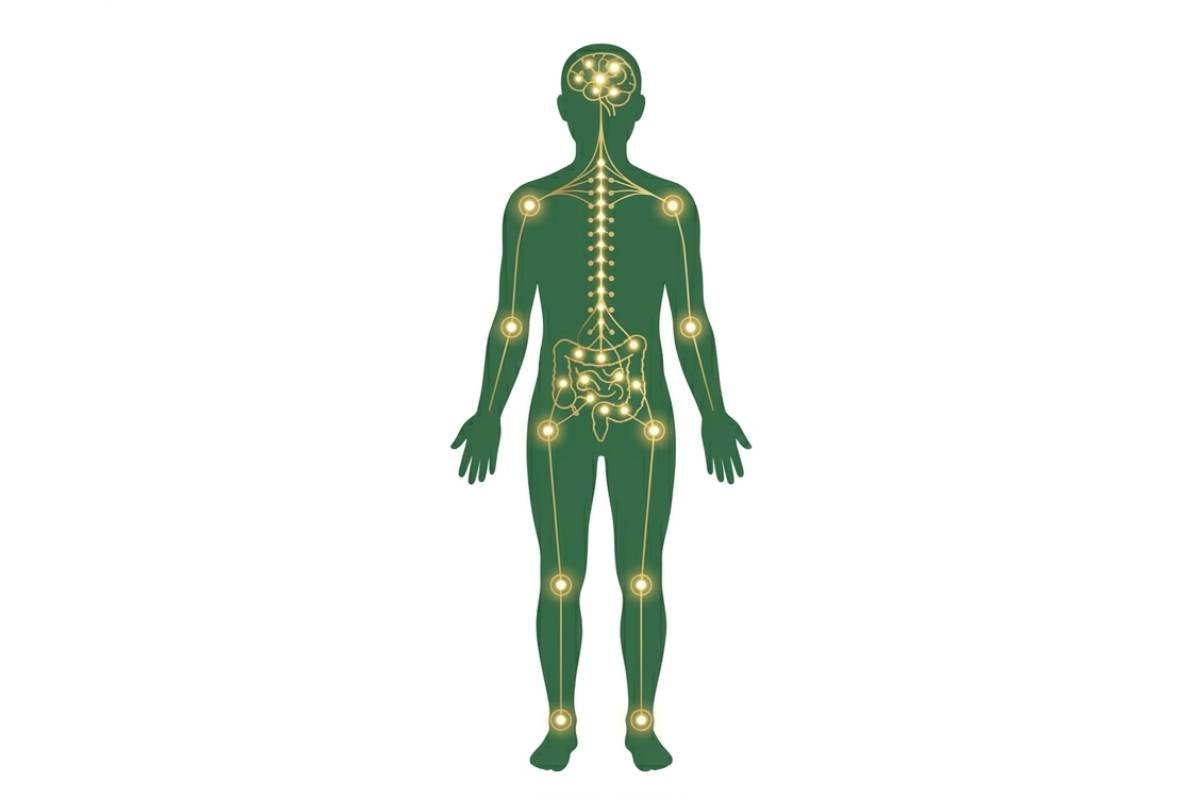 Human body silhouette showing the endocannabinoid system receptors and pathways